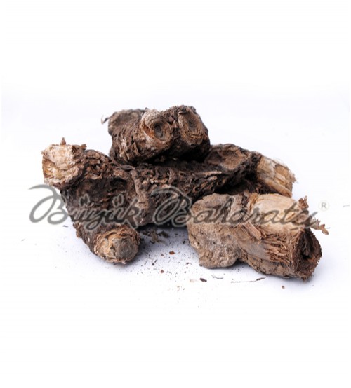 Sıfy Kunduz Kökü 100 gr